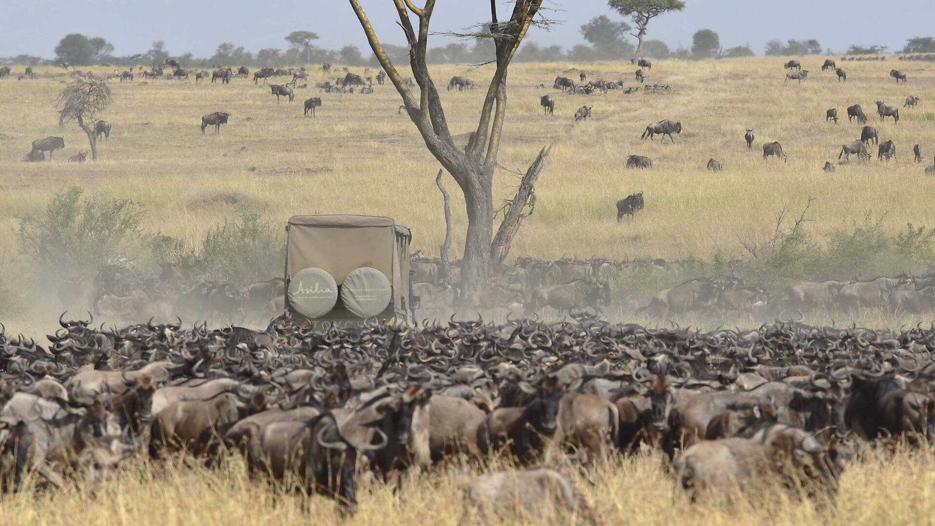 wildebeest migration
