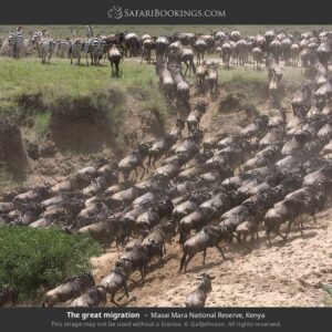 4-Days- Masai Mara – Lake Nakuru National Park