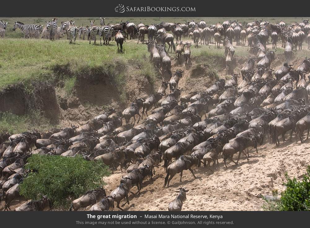 4-Days- Masai Mara – Lake Nakuru National Park