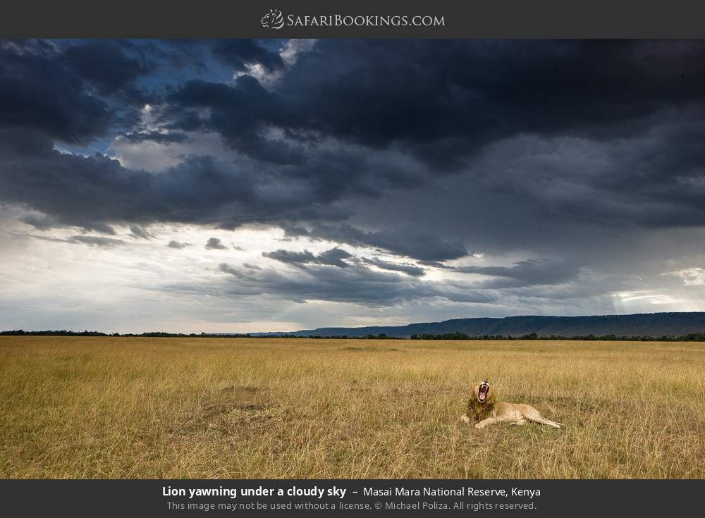 Masai Mara
