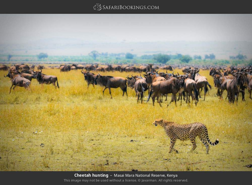 Masai Mara