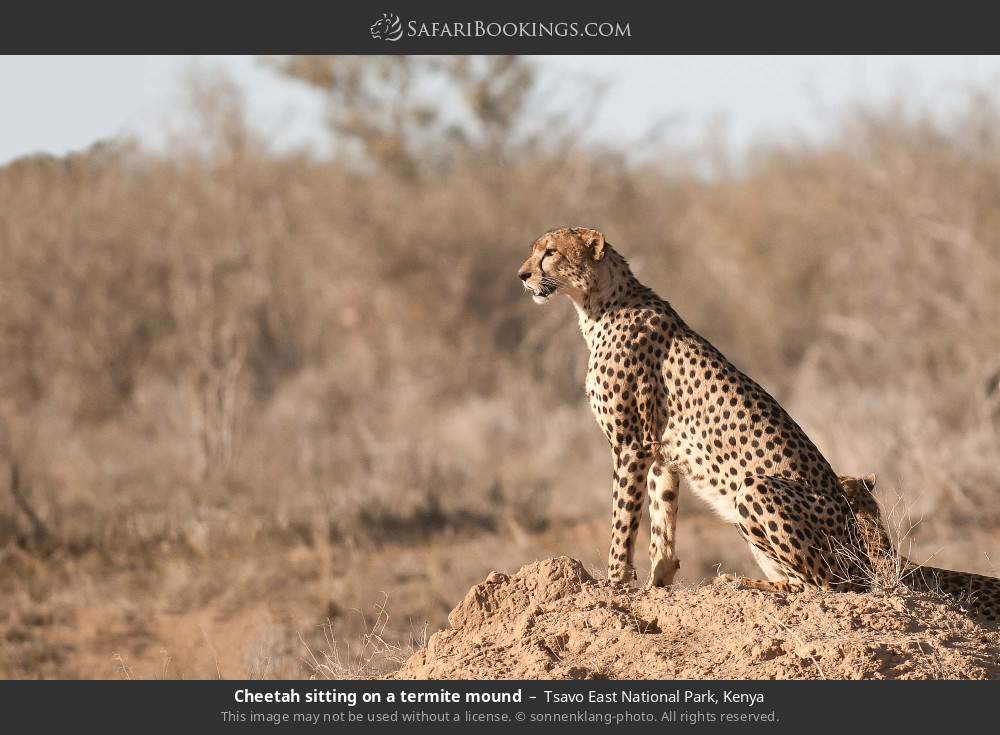 Masai Mara