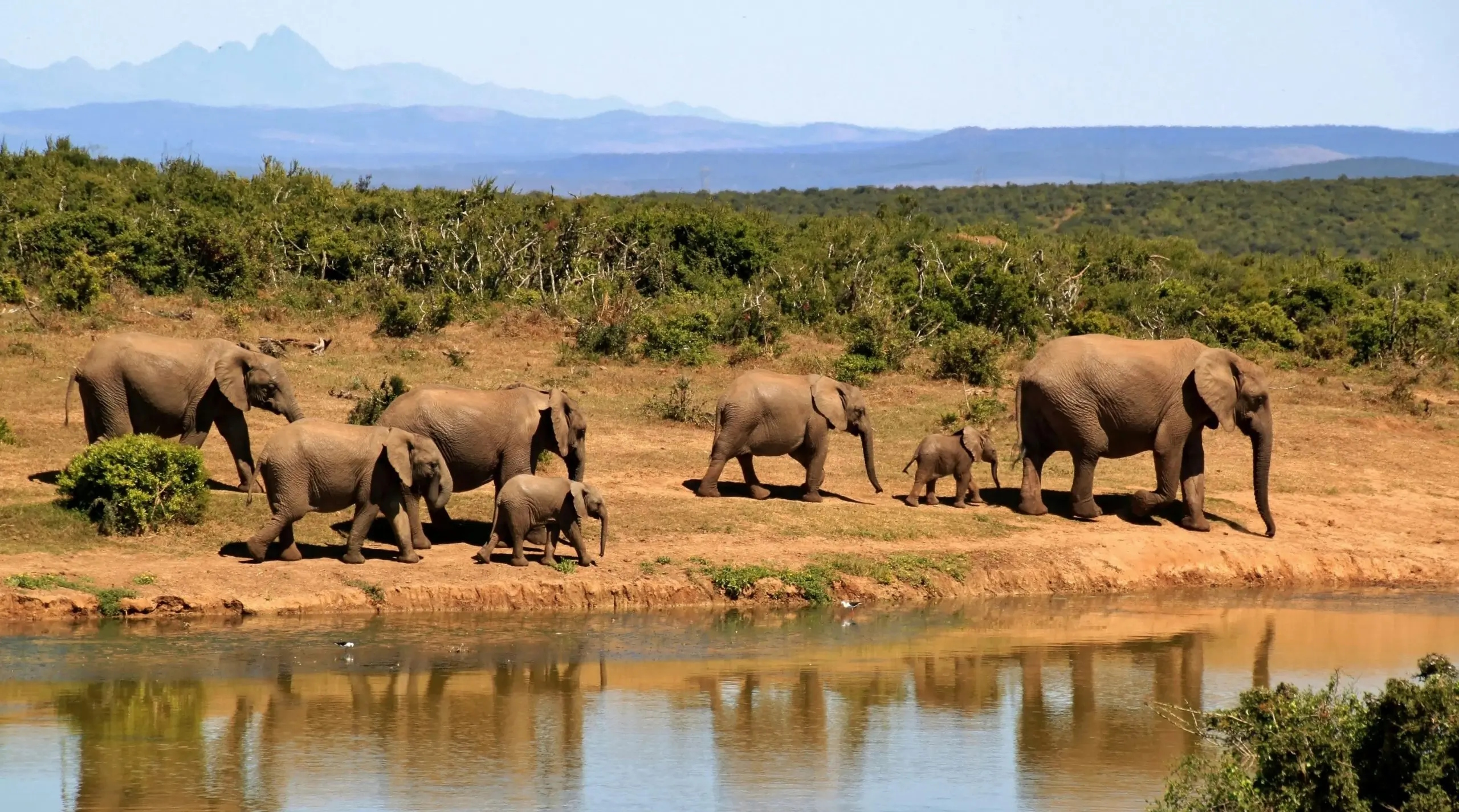 elephant family-water hole-jpg