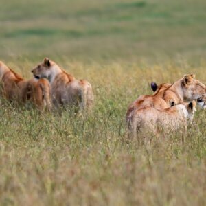 4 Days 3 nights Masai Mara