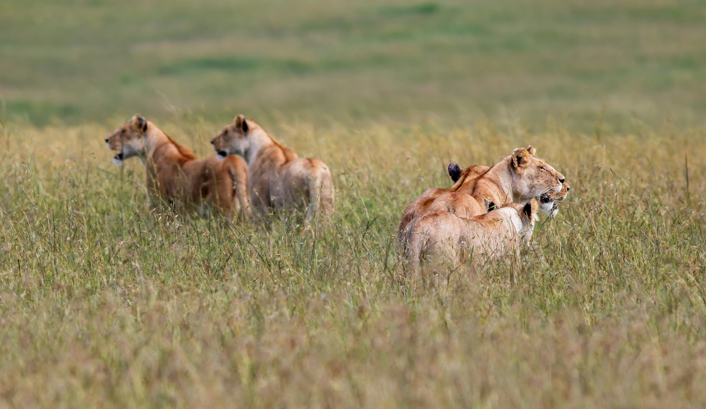 lionesses